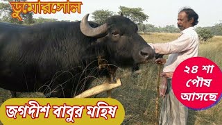 #Jogadish Mahato er kara|| Dumorsol purulia!! জগদীশ বাবু র কাড়া#ডুমোরসোল!!