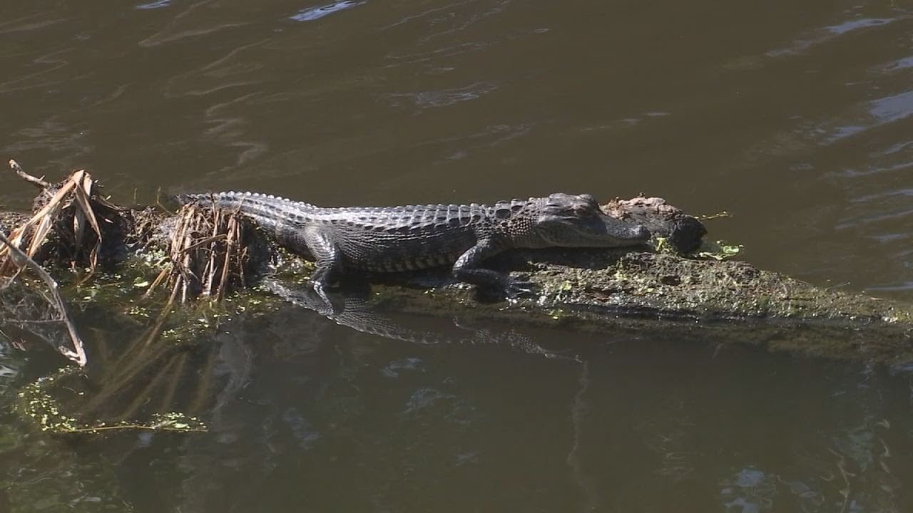 Baby Alligators Soak Up The Sun At Circle B Bar Reserve - YouTube