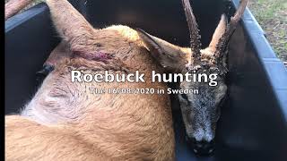 Roebuck Hunting in Sweden 16/08/2020 #1