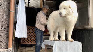 町の家でブラッシングしてもらったルンルンです　Great Pyrenees　グレートピレニーズ