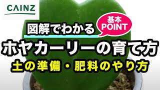 ホヤカーリー（ハートホヤ）の育て方 カインズ植物図鑑