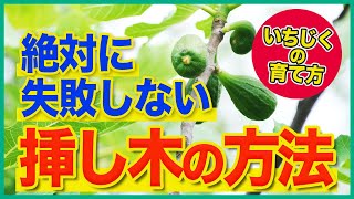 【いちじく】イチジク の絶対失敗しない挿木の方法（いちじくの育て方）