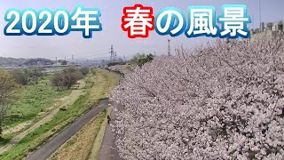 稲城大橋　春の風景2020　 2020年04月06日