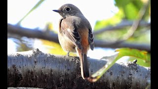 眼前のジョウビタキ (4K動画) / Daurian Redstart in front of  (4K video)