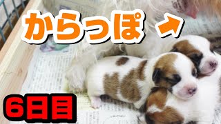 【生後6日目】悲報。母乳がカラカラです。