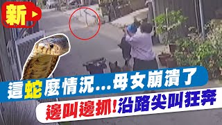 【每日必看】眼鏡蛇險竄入家門! 憂愛犬咬蛇中毒 母女邊尖叫邊抓蛇 上演驚魂記@中天新聞CtiNews 20220325