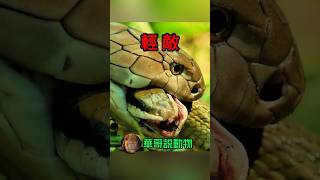 眼鏡王蛇冷笑，誰叫你以貌取蛇，活該 #animals #動物 #華哥説動物 #snake #wildlife #wildanimals