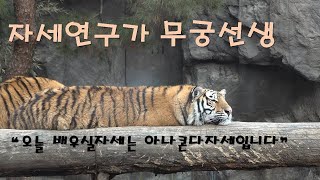 기상천외한 자세로 잠든 두남매-무궁이 태범이(에버랜드 타이거밸리 호랑이)