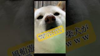 風船遊びをする柴犬、可愛いすぎる　#shorts #柴犬 #犬