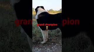 Ellinikos poimenikos  skilosARGOS grand champion of  Greece 🇬🇷💯💯