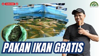 MEMBUAT PAKAN IKAN DENGAN BAHAN GRATIS #bayudiningrat #bayusehatmandiri #pertanian