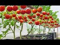 [Home gardening] Stop buying tomatoes. Grow them at home  You Will Be Surprised!