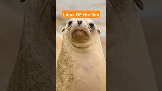 Lions Of the Sea #shorts #sealions #seal #sea #youtubeshorts #travel #ytshorts #ytshort #yt #lion