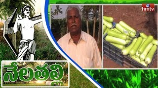 సొర సాగు - Guntur Farmer Success Story | Nela Talli | HMTV