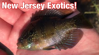 Exploring The New Jersey Pine Barrens To Find Exotic Fish Species!!