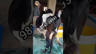 ਤੋਕੜ ਗੱਭਣ ਚੈੱਕ ਪਾਸ ਵੈਹੜ ਵਿਕਾਉ #cow #animalfarming #farming #dairyfarmers #cattlefarming #dairy