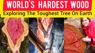 World's Hardest Wood: Exploring the Toughest Trees on Earth