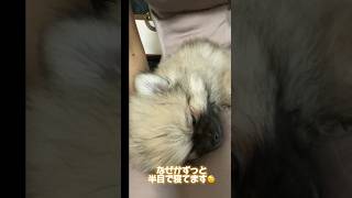 膝の上で半目で寝る赤ちゃんポメラニアンが可愛すぎる #ポメラニアン #癒し #犬 #shorts