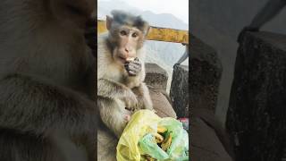 പാവം വിശന്നിട്ടല്ലേ #monkey #trending