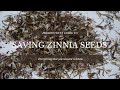 SAVING ZINNIA SEEDS: EVERYTHING YOU NEED TO KNOW