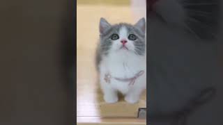 cute cat short #cutecat