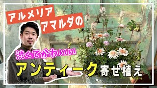 可愛くて品がある♪淡い色合いのアンティーク寄せ植え【寄せ植え道場】