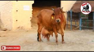 Top Sahiwal Cow Biggest Udder in Lakshmi Dairy Farm