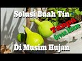 Solusi Buah Tin Di Musim Hujan Tanpa Green House