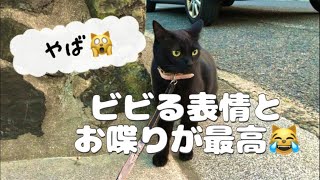 必見‼️野良猫にビビり逃げる仕草が最高に面白いしゃべる猫🤣【天才お喋り猫】