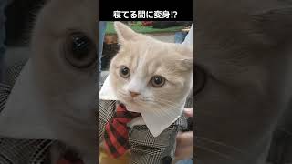 日曜朝のヒーローみたいに変身する子猫ｗ【スコティッシュフォールド】 #shorts