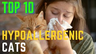 Hypoallergenic Cats: The Top 10 Breeds for Allergies