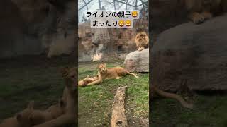 ライオンの親子🦁🦁まったり🦁🦁 #動物 #旭山動物園 #動物園 #危険 #衝撃映像 #動物好き #癒し系 #ライオン #らいおん #らいおんハート #親子 #まったり #家族の絆