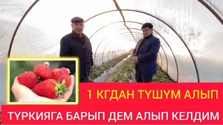 Кулпунайдан 1 кгдан түшүм алып, Туркияга барып дем алып келдим.(Жалал-Абад)