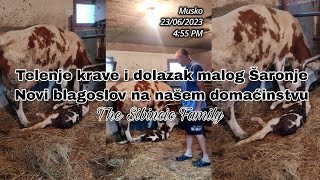 TELENJE KRAVE I DOLAZAK MALOG SARONJE | NOVI BLAGOSLOV NA NASEM DOMACINSTVU | THE SIBINCIC FAMILY