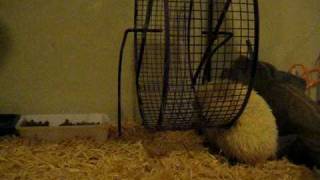 Casper smells a cricket. African Pygmy Albino Hedgehog.