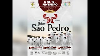 Leilão Virtual Nelore São Pedro - Etapa Fêmeas