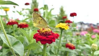 ヒャクニチソウの花とモンキチョウ