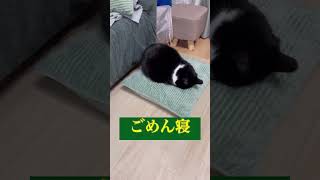 ごめん寝2 ハチワレ猫　　　　　#cat #shorts