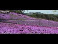 福島の花めぐりより Ｖｅｒ. 4Ｋ～ 花絨毯 芝桜 ジュビアランドひらた ～