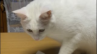 【しろ猫】見かけないけど貴方はだぁーれ？😳