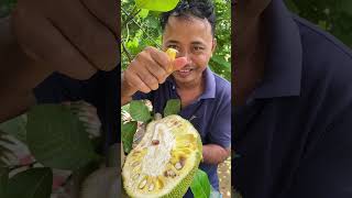 Jackfruit/ផ្លែខ្នុរទុំនៅដើម