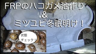 FRPのハコガメ池作り\u0026ミツユビハコガメ冬眠明け　かめぞー☆ちゃんねる　62クラッチ目