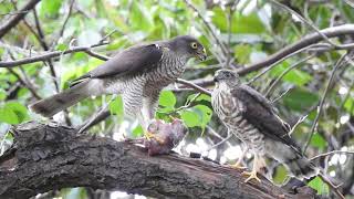 閲覧注意　タカ科ツミの捕食、餌やり子育て巣立ち雛　DSCN0152