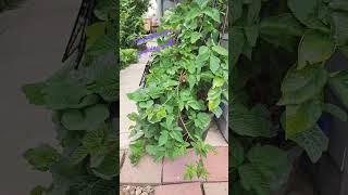 Boysenberries grow well in west facing side yard in resin winebarrel while temps still chilly breezy