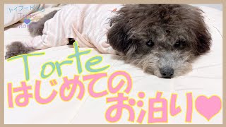 初めてママの実家にお泊りした犬がずっと楽しそうで可愛かった(^_-)-☆(トイプードルのTorte channel) 【生後5ヶ月】