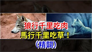 狼行千里吃肉，馬行千里吃草！（精闢），[心靈驛站]