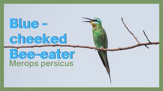 Blue cheeked Bee eater - Merops persicus #BirdsOfIndia #BirdWatching