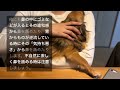 犬が自分の鼻を舐める衝撃的な理由がこちら