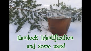 Hemlock Identification and Uses