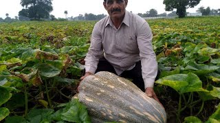 कद्दू की बिजाई और शुरुआती समस्याएं #कद्दू  #खेती #kaddu #kheti #pumpkin #bacter